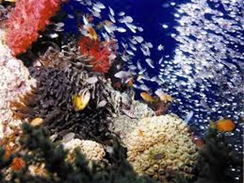 Aqaba Marine Park to be listed as first marine nature reserve
